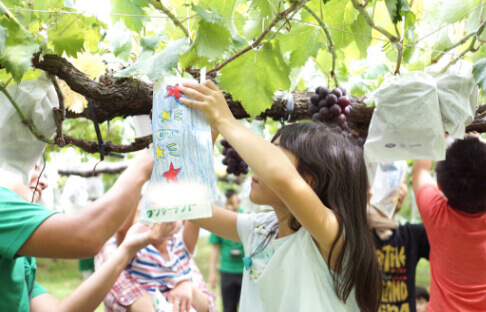 ぶどうを収穫している子供の写真